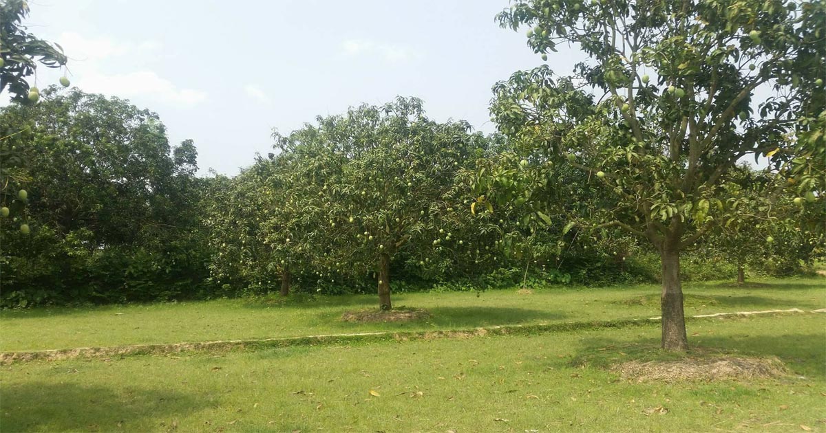 বরেন্দ্র অঞ্চলে তীব্র খরায় আমের ফলন বিপর্যয়
