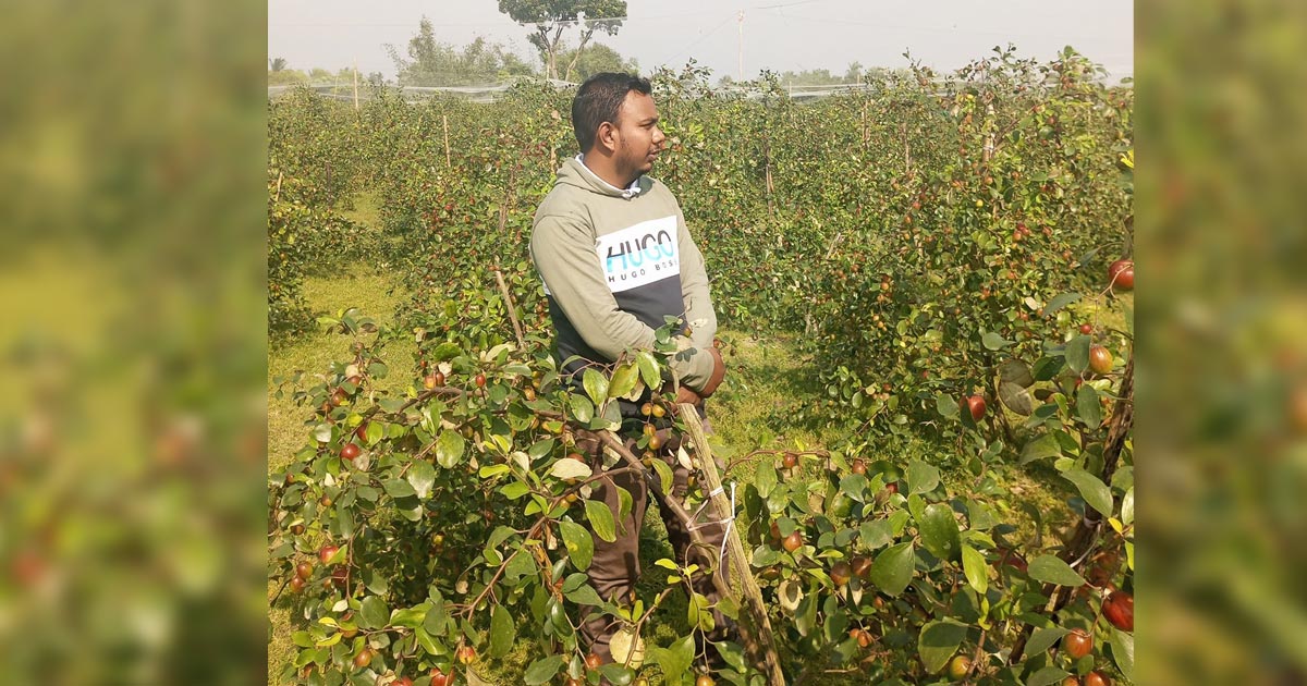 যে কুল চাষে ঝুঁকছেন দৌলতপুরের কৃষক