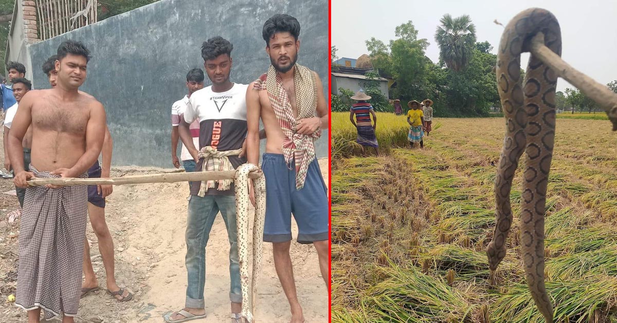 গোদাগাড়ীতে আবারও রাসেল ভাইপার আতঙ্ক