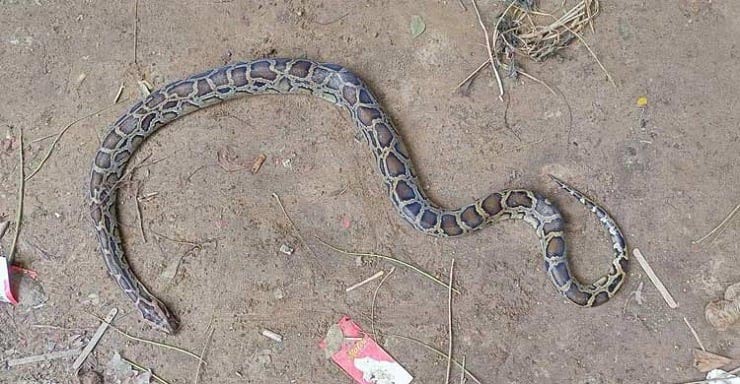 রাসেলস ভাইপার ভেবে দুটি অজগরের বাচ্চাকে হত্যা