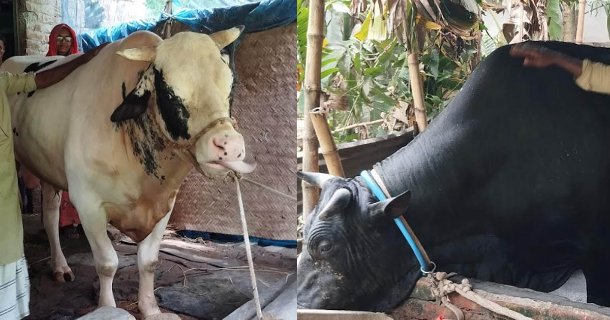 হিরো ও ভিলেনকে নিয়ে বিপাকে খামারি শহিদুল ইসলাম