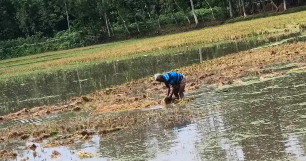 বৃষ্টির জলে ডুবলো কৃষকের পাকা ধান