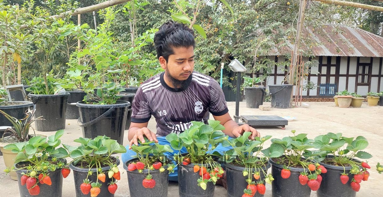 শখের ছাদ বাগানে স্ট্রবেরিসহ ৪০ প্রজাতির ফলের চাষ
