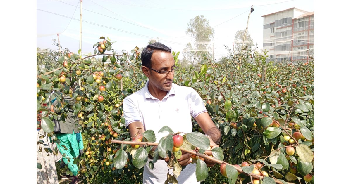 ‘সুন্দরী বরই’ ইলিয়াসের দিন ফিরিয়েছে