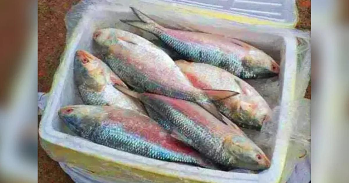 ভারতে পাচারের সময় ৪৬ কেজি ইলিশ জব্দ