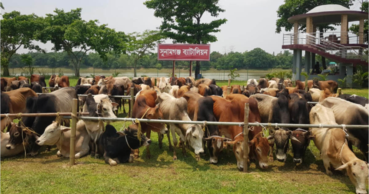 সুনামগঞ্জে প্রায় কোটি টাকার ভারতীয় গরুর চালান আটক