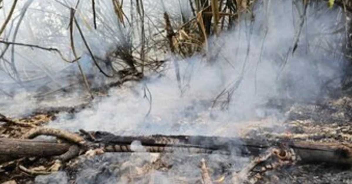 সুন্দরবনের গুলিশখালীর আগুন নিয়ন্ত্রণে