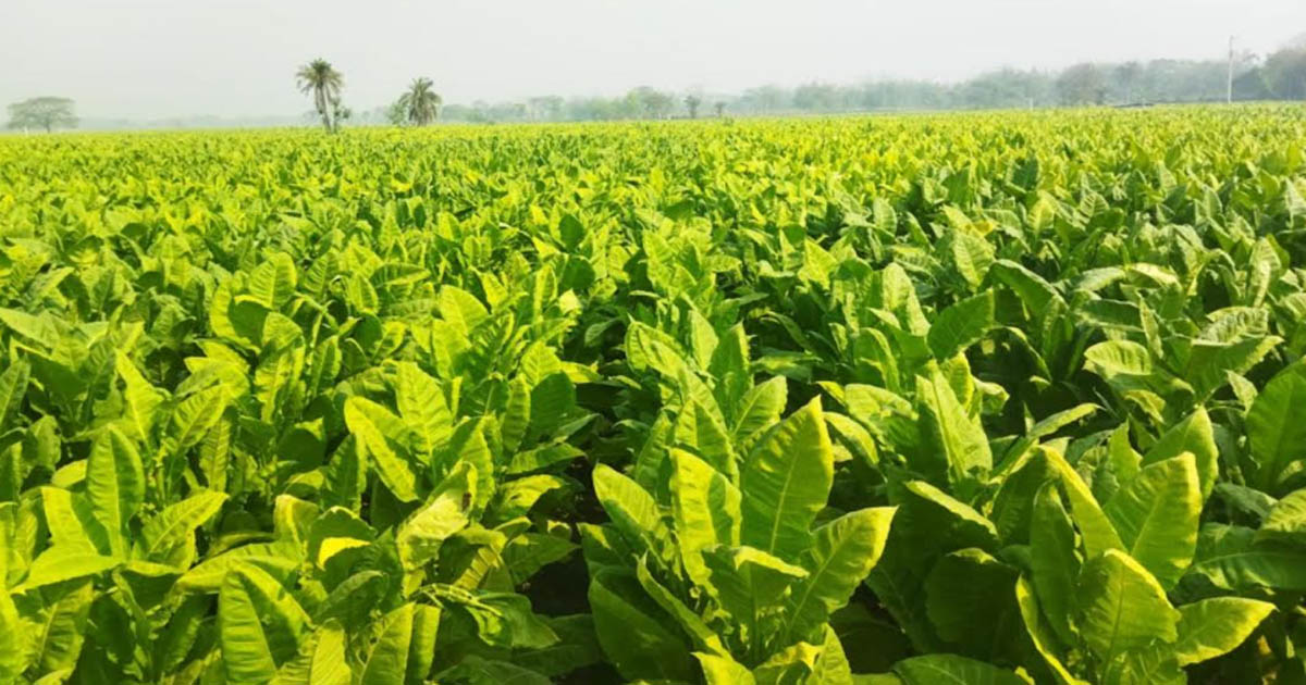 দৌলতপুরে বাড়ছে বিষবৃক্ষ তামাক চাষ