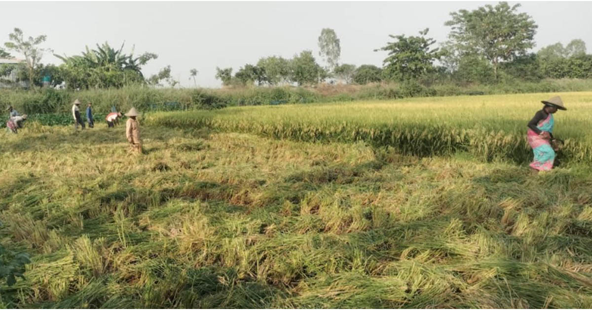 তানোরে বিলের বোরো ধান কাটা শুরু