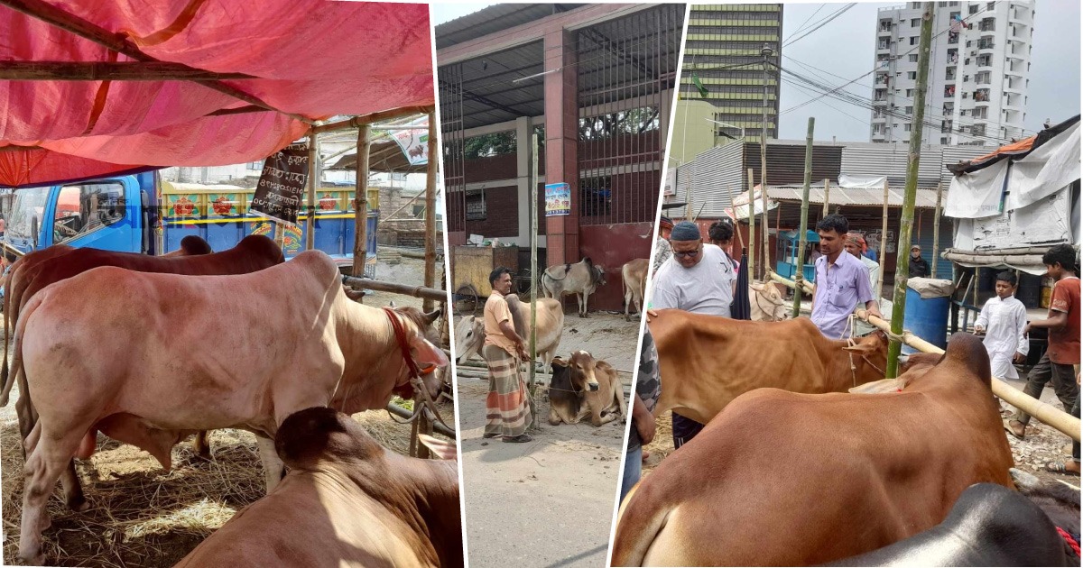 রাজধানীতে যেসব স্থানে বসেছে কোরবানির পশুর হাট