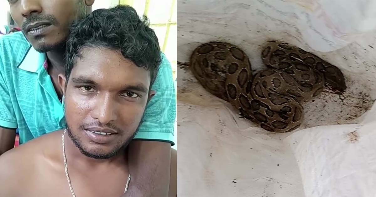 কামড় খেয়ে রাসেলস ভাইপার নিয়েই হাসপাতালে কৃষক
