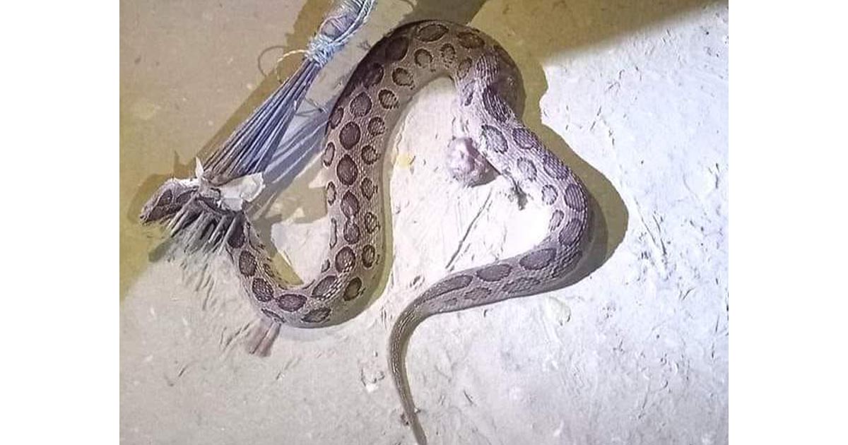 ভোলায় দেখা মিলল রাসেল ভাইপার সাপের