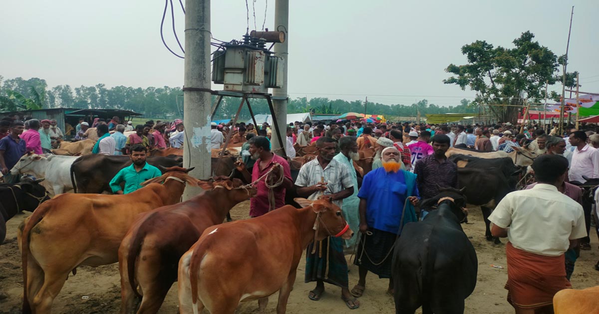 ভূঞাপুরে চাহিদার তুলনায় তিনগুণ কোরবানির পশু প্রস্তুত