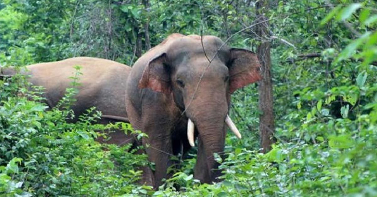 কাপ্তাইয়ে বন্যহাতির আক্রমনে স্কুল শিক্ষার্থীর মৃত্যু