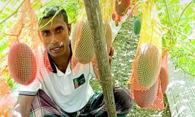 পাকুন্দিয়ায় অসময়ে তরমুজ চাষে বাম্পার ফলন