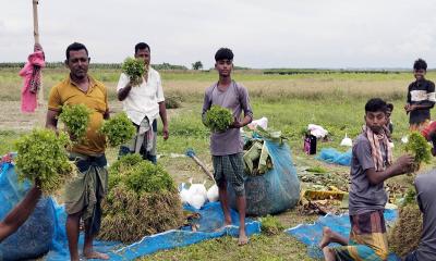 পদ্মা চরের তোলা হচ্ছে ধনিয়া পাতা, যাচ্ছে দেশের বিভিন্ন স্থান 