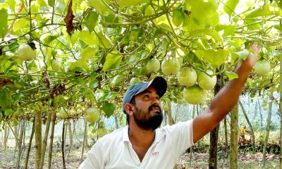 বিদেশি ফল প্যাশন মহেশপুরের মাটিতে প্রথম চাষ
