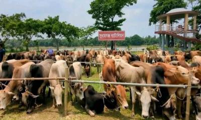 ছাতকে ভারতীয় গরু-মহিষ চোরাচালানের দাপট