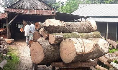 দুর্গাপুরে লাইসেন্সবিহীন করাতকলে সয়লাব