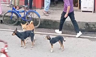 সিলেটে বেওয়ারিশ কুকুরের আতঙ্ক