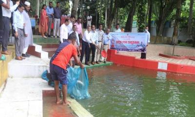 জাতীয় মৎস্য সপ্তাহ উপলক্ষে মাগুরায় মাছের পোনা অবমুক্তকরণ