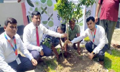 পলাশবাড়ীতে বিদ্যালয়ে সিটি ব্যাংকের উদ্যোগে বৃক্ষরোপণ কর্মসূচি