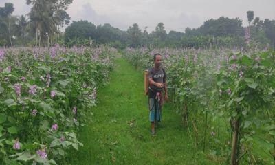 তালায় আগাম জাতের শিম চাষে খুশি কৃষকরা, দামও ভালো