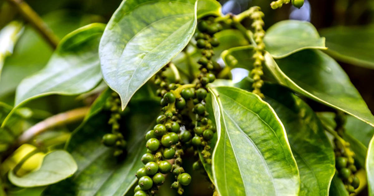বিশ্বের সবচেয়ে দামি ‘বারি গোল মরিচ’ চাষ হচ্ছে সিলেটে