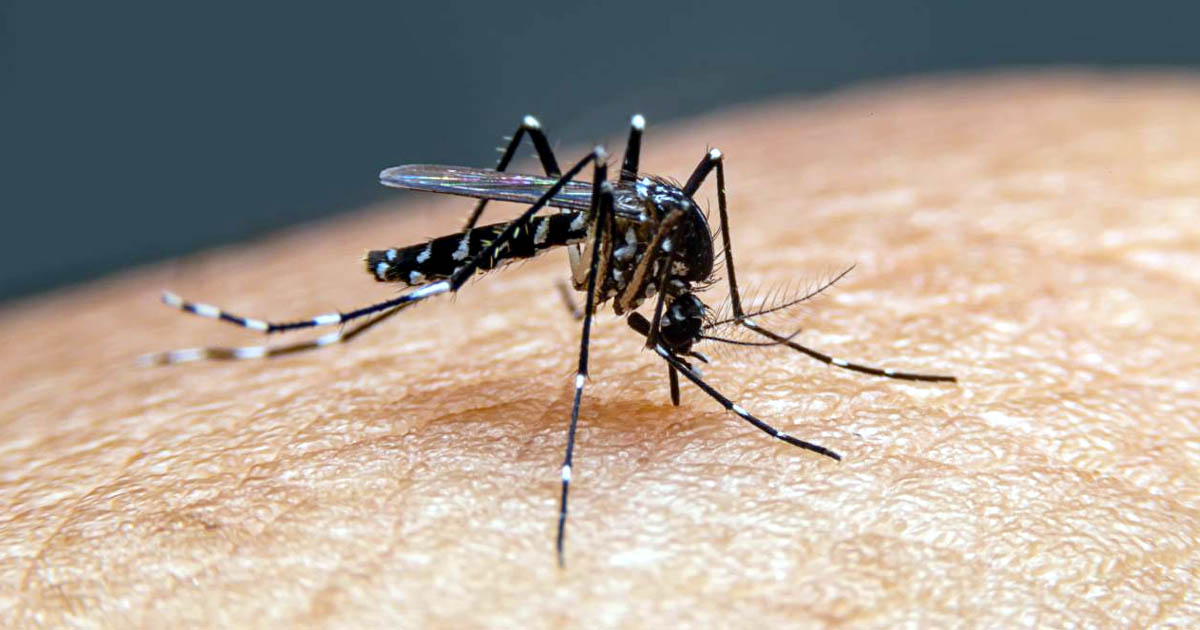ডেঙ্গুতে আরও ৩ জনের মৃত্যু, আক্রান্ত ৫৮০