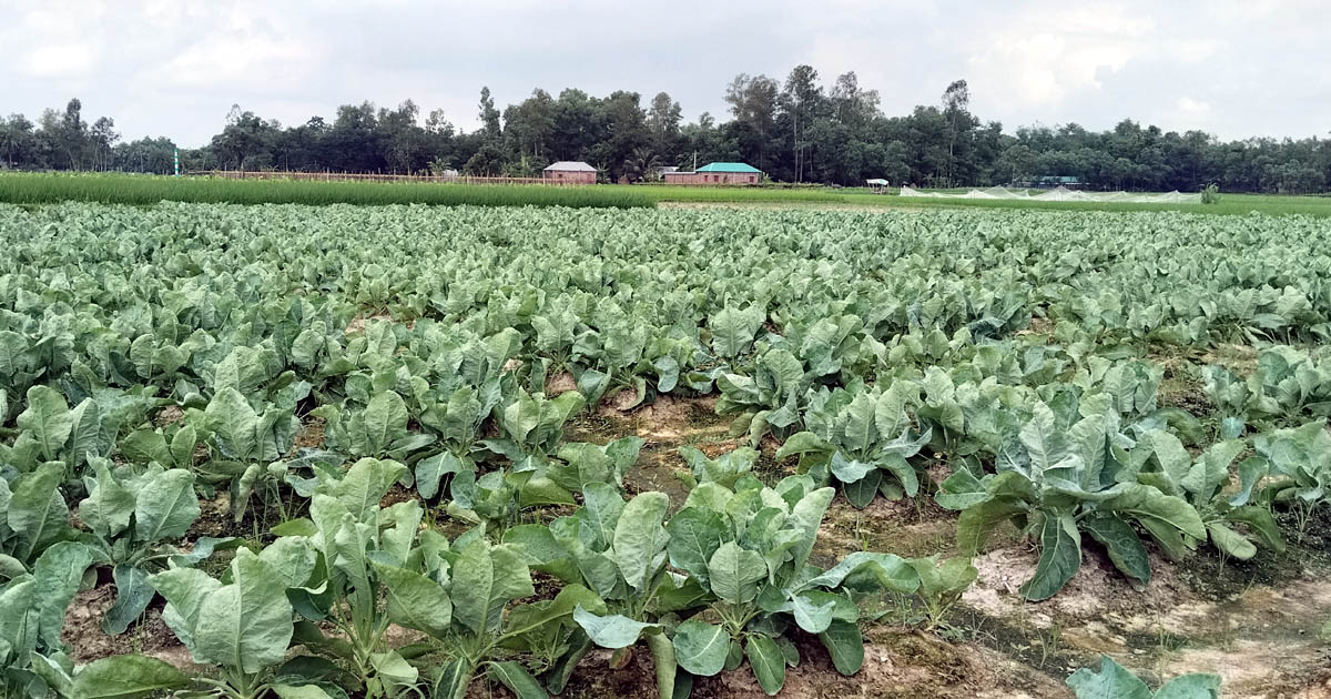 আগাম শীতকালীন সবজি চাষে ব্যস্ত শাজাহানপুরের কৃষকেরা