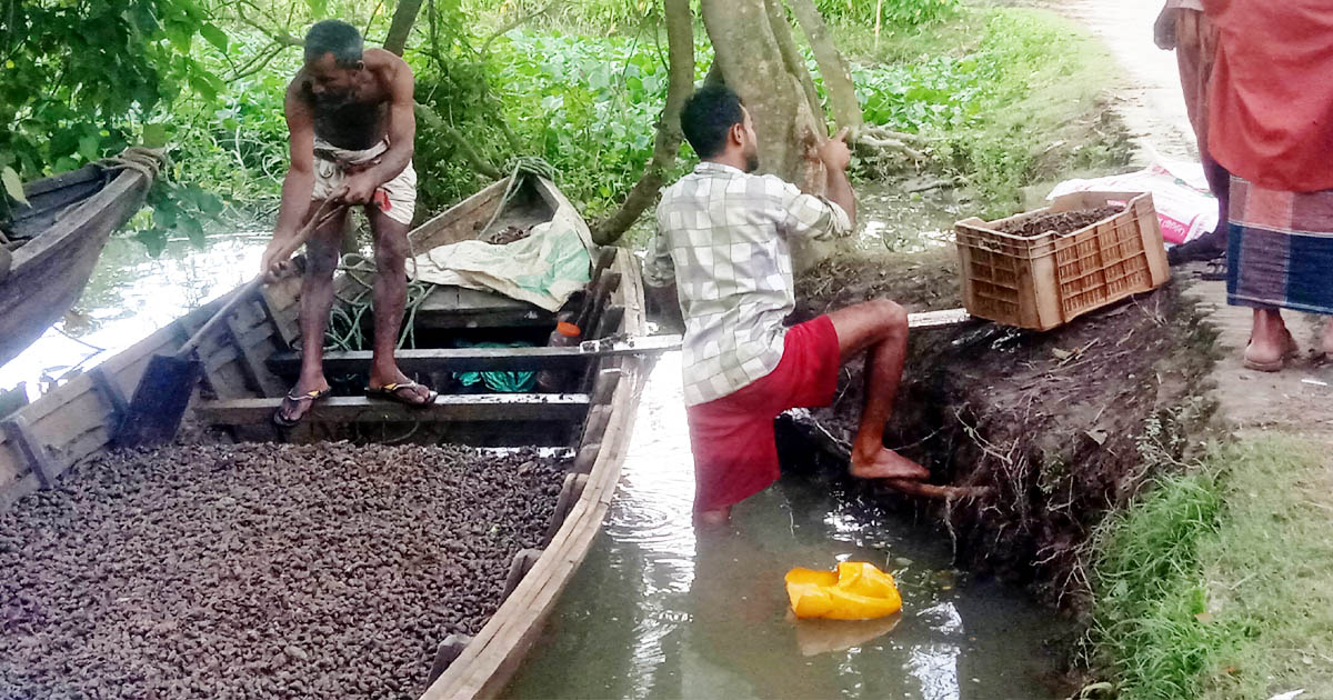 মোহনগঞ্জে অবাধে শামুক নিধন