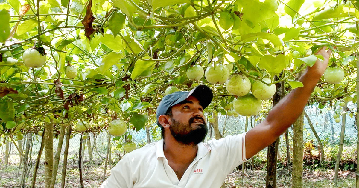বিদেশি ফল প্যাশন মহেশপুরের মাটিতে প্রথম চাষ