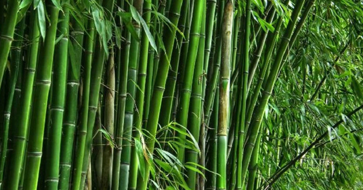 বিশ্ব বাঁশ দিবস আজ