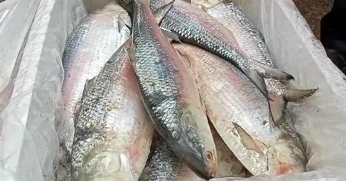দুর্গাপূজায় ভারতে ১২০০ টন ইলিশ পাঠাবে সরকার