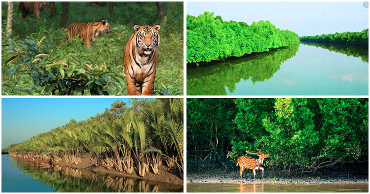 সুন্দরবনে ডাকাত আতঙ্কে জেলেদের উৎকণ্ঠা