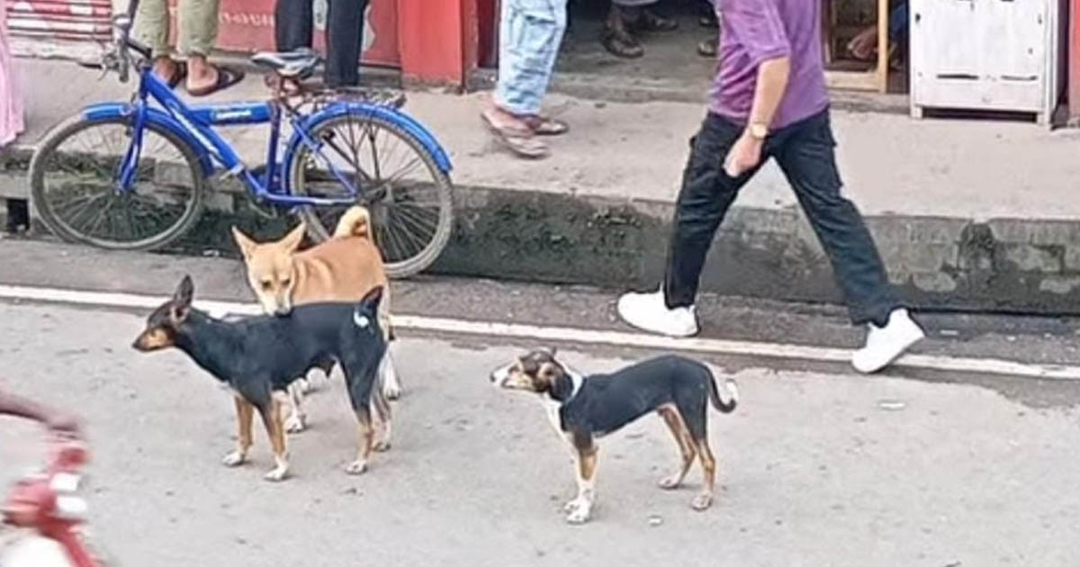 সিলেটে বেওয়ারিশ কুকুরের আতঙ্ক