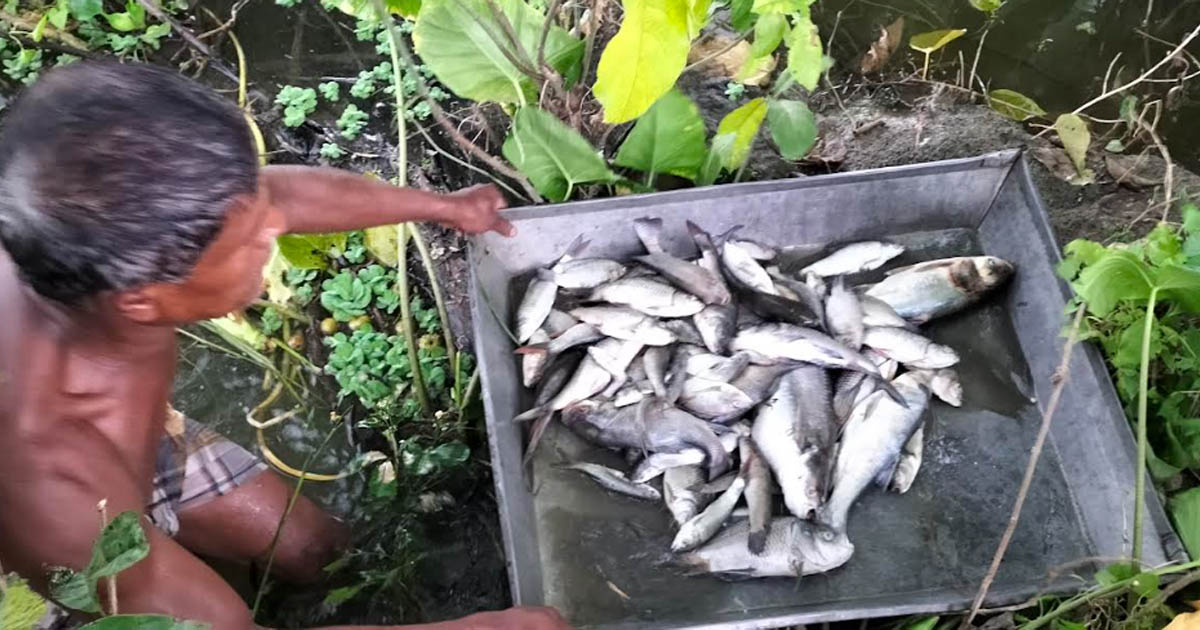 মহেশপুরে পুকুরে বিষ প্রয়োগে ২০ লক্ষ টাকার মাছ নিধন