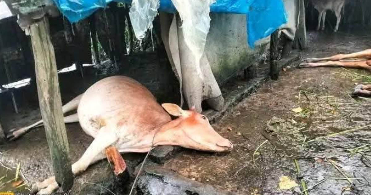 মনপুরায় বজ্রপাতে কাঁকড়া শিকারীসহ ৮টি গরু ও মহিষের মৃত্যু