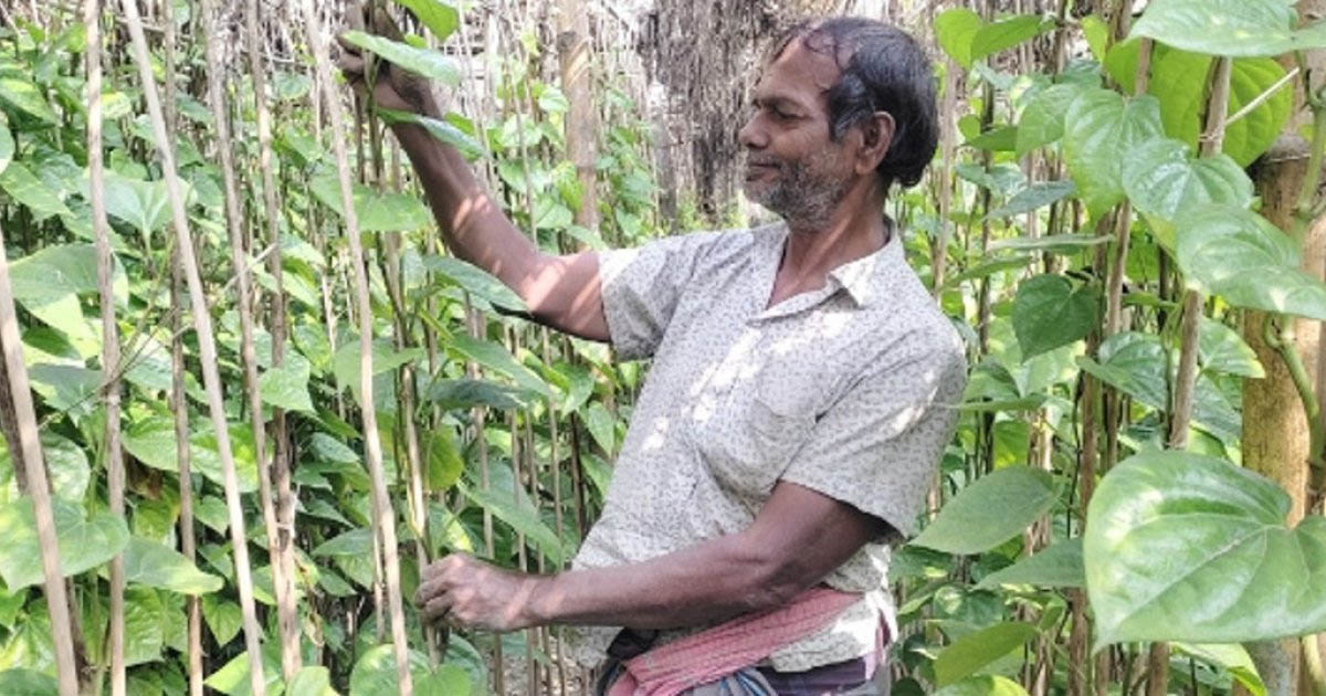 পান চাষে মন্দা, চা‌ষিদের মন খারাপ