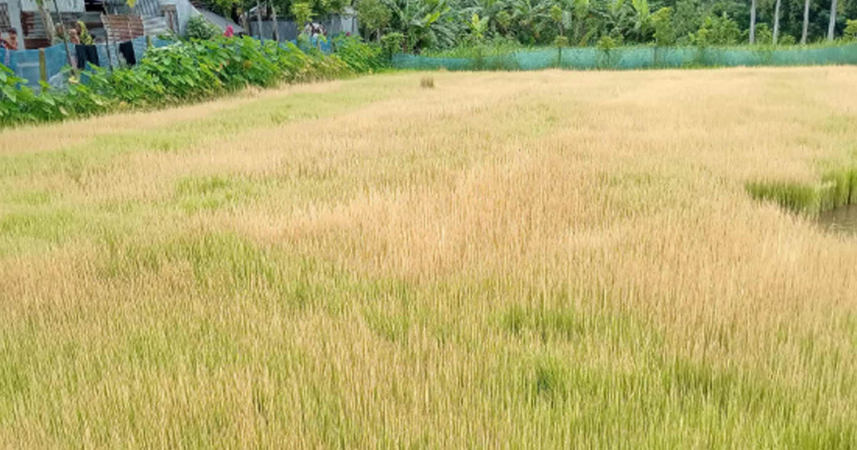 তাড়াশে দুর্বৃত্তের আগাছানাশক বিষে পুড়ল কৃষকের ১ বিঘা বীজতলা