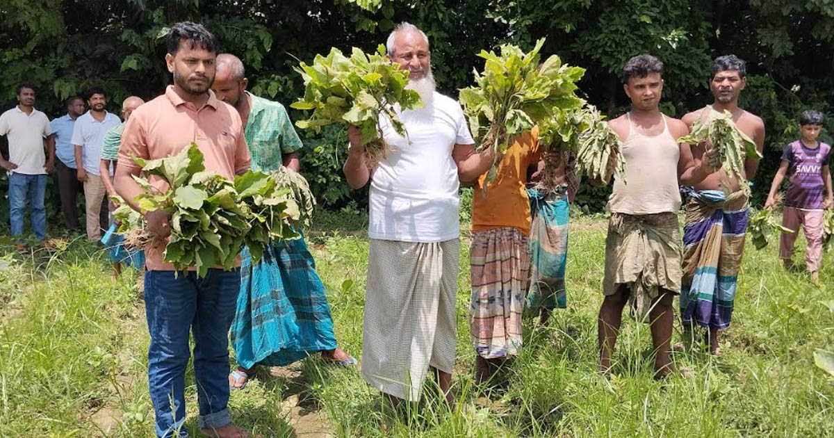 এনসিপির কেন্দ্রীয় নেতার বাবার কৃষি জমির ফসল নষ্ট করল দুর্বৃত্তরা