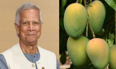 ভারত-পাকিস্তানসহ ৫ দেশে আম উপহার পাঠাচ্ছেন প্রধান উপদেষ্টা