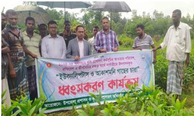 মধুপুরে তিন লাখ ইউক্যালিপটাস-আকাশমনি চারা নিধন