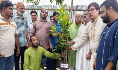 সবুজ পল্লবে শহীদদের স্মরণ, কুড়িগ্রামে কৃষকদলের বৃক্ষরোপণ
