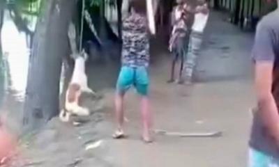 বরিশালে মধ্যযুগীয় কায়দায় কুকুরকে হত্যা