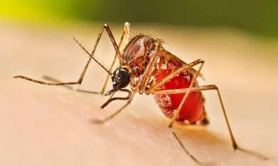 ডেঙ্গুতে ৩ জনের মৃত্যু, হাসপাতালে ৪৯২