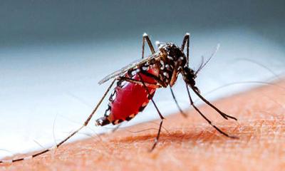 ডেঙ্গুতে একজনের মৃত্যু, নতুন ভর্তি ৪১৬ জন