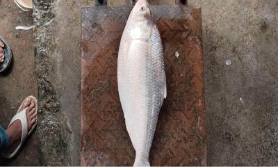 মির্জাগঞ্জে এক ইলিশ ৬ হাজার টাকায় বিক্রি