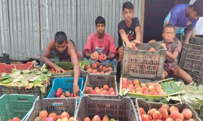 ইন্দুরকানীতে বাড়ছে বিলাতি গাবের চাহিদা