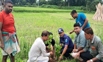গোয়ালন্দে ওসির উদ্যোগে এক হাজার ওষুধি গাছের চারা রোপণ